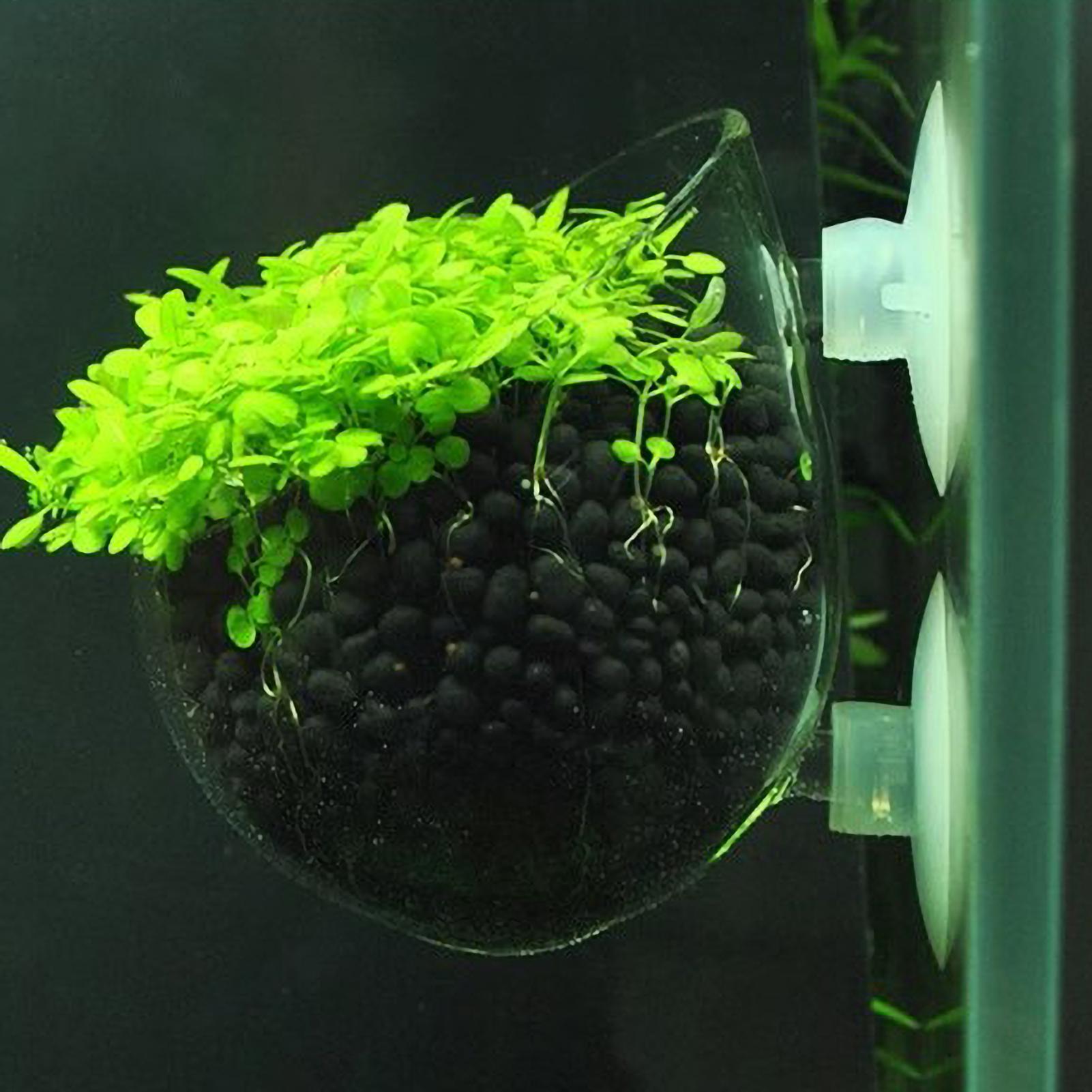 Live Plant Aquarium - Tempat Tanaman Akuarium Kaca dengan Suction