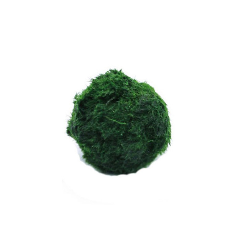 Live Plant Aquarium - Bola Lumut Marimo Tanaman Akuarium Hidup