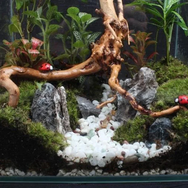 Pohon alami kayu apung akuariu - Live Plant Aquarium ulasan dan harga