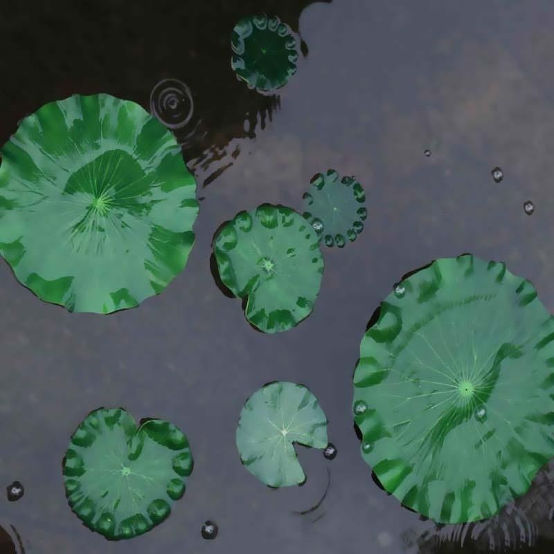 Daun Teratai Buatan 2026 Tanpa - Aquarium Moss ulasan dan harga