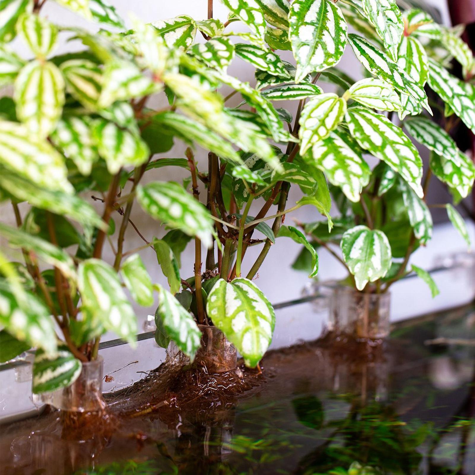 6 Buah Tempat Tanaman Akuarium - Aquarium Plants Live ulasan dan harga