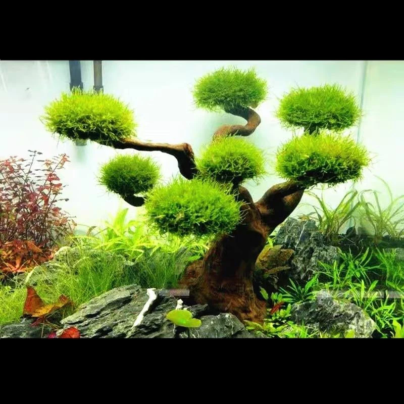Akuarium Driftwood lansekap de - Aquarium Plant Substrate ulasan dan harga
