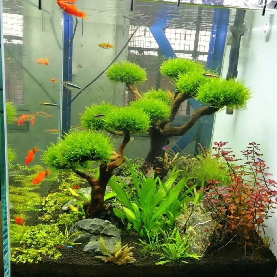 Akuarium Driftwood lansekap de - Aquarium Plant Substrate ulasan dan harga
